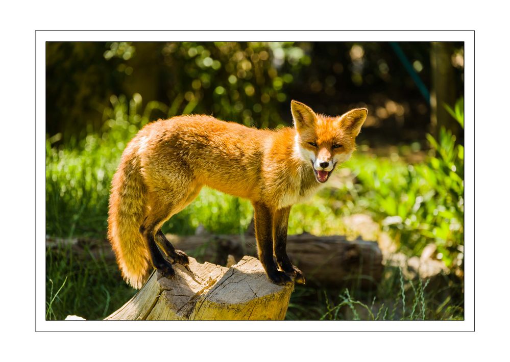 Fuchs im Tiergarten Worms