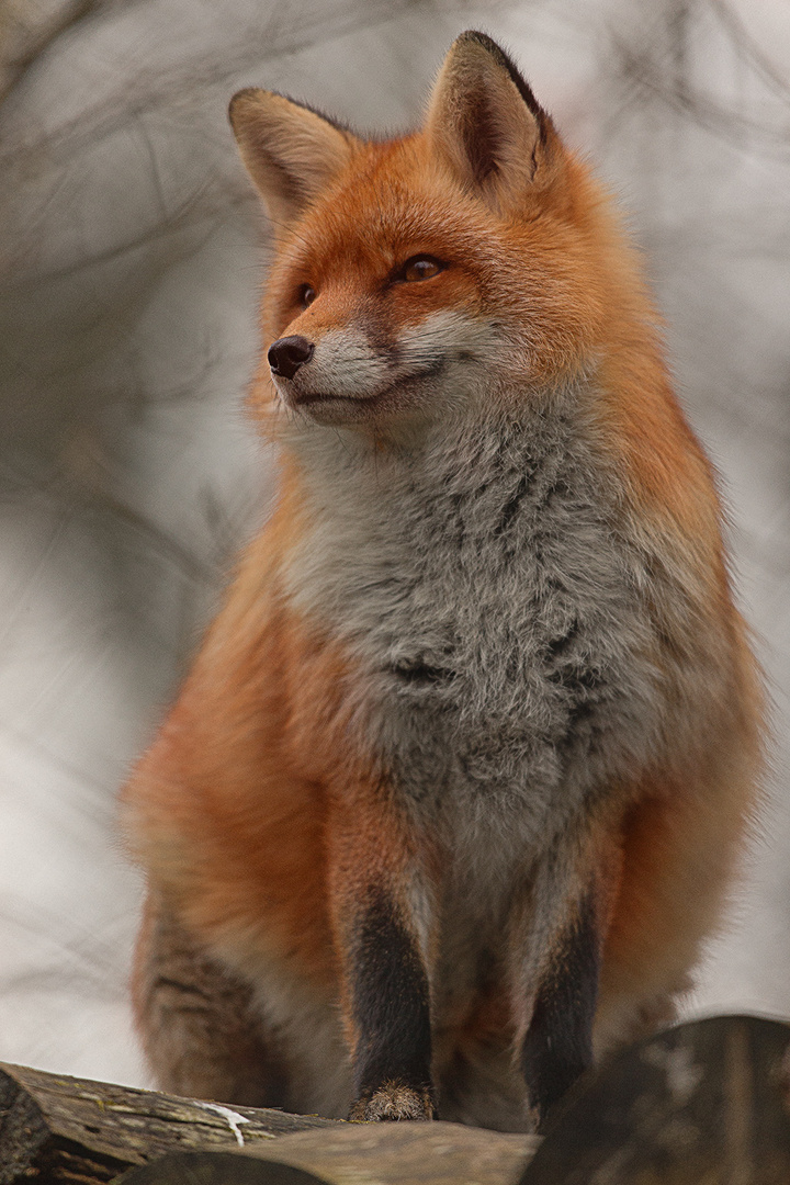 Fuchs im Tierpark Goldau Nr. 3