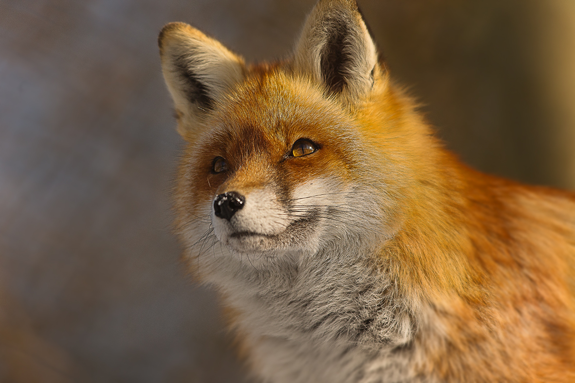 Fuchs im Tierpark Goldau Nr.4