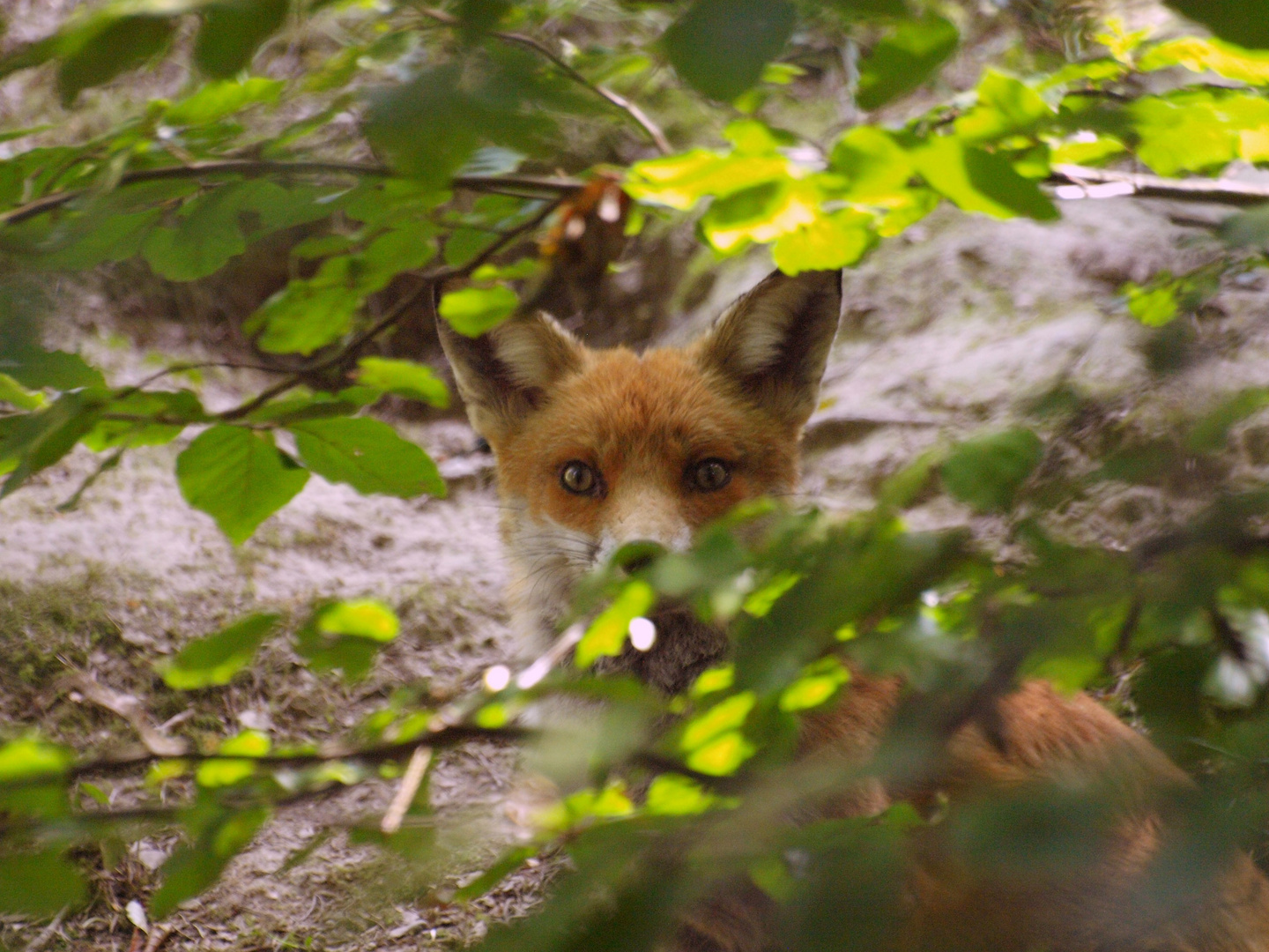 Fuchs im Unterholz