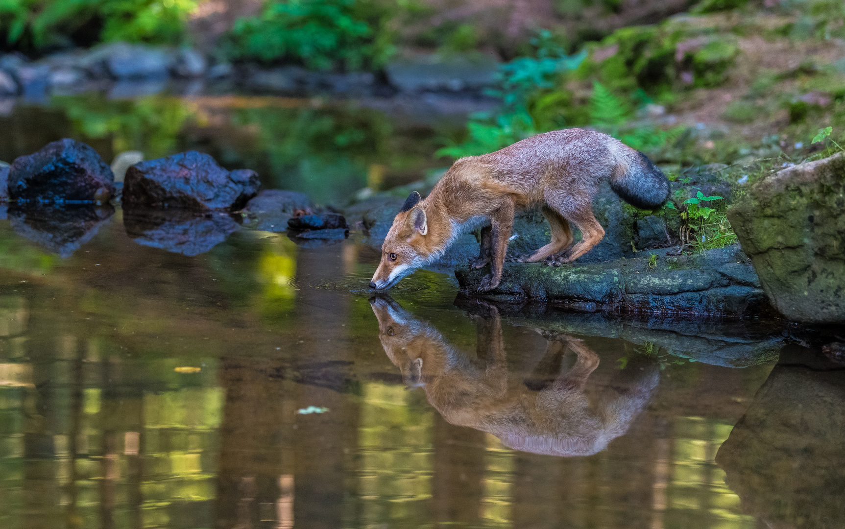 Fuchs im Wald :-) 