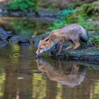 Fuchs im Wald :-) 