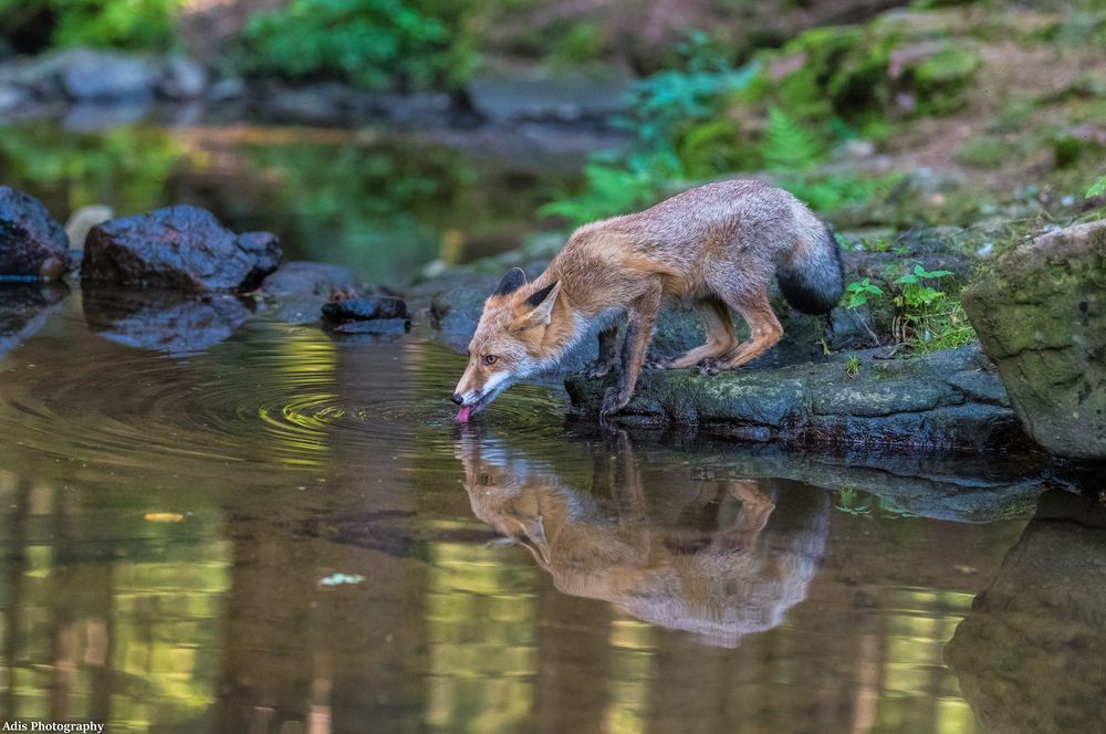 Fuchs im Wald :-) 