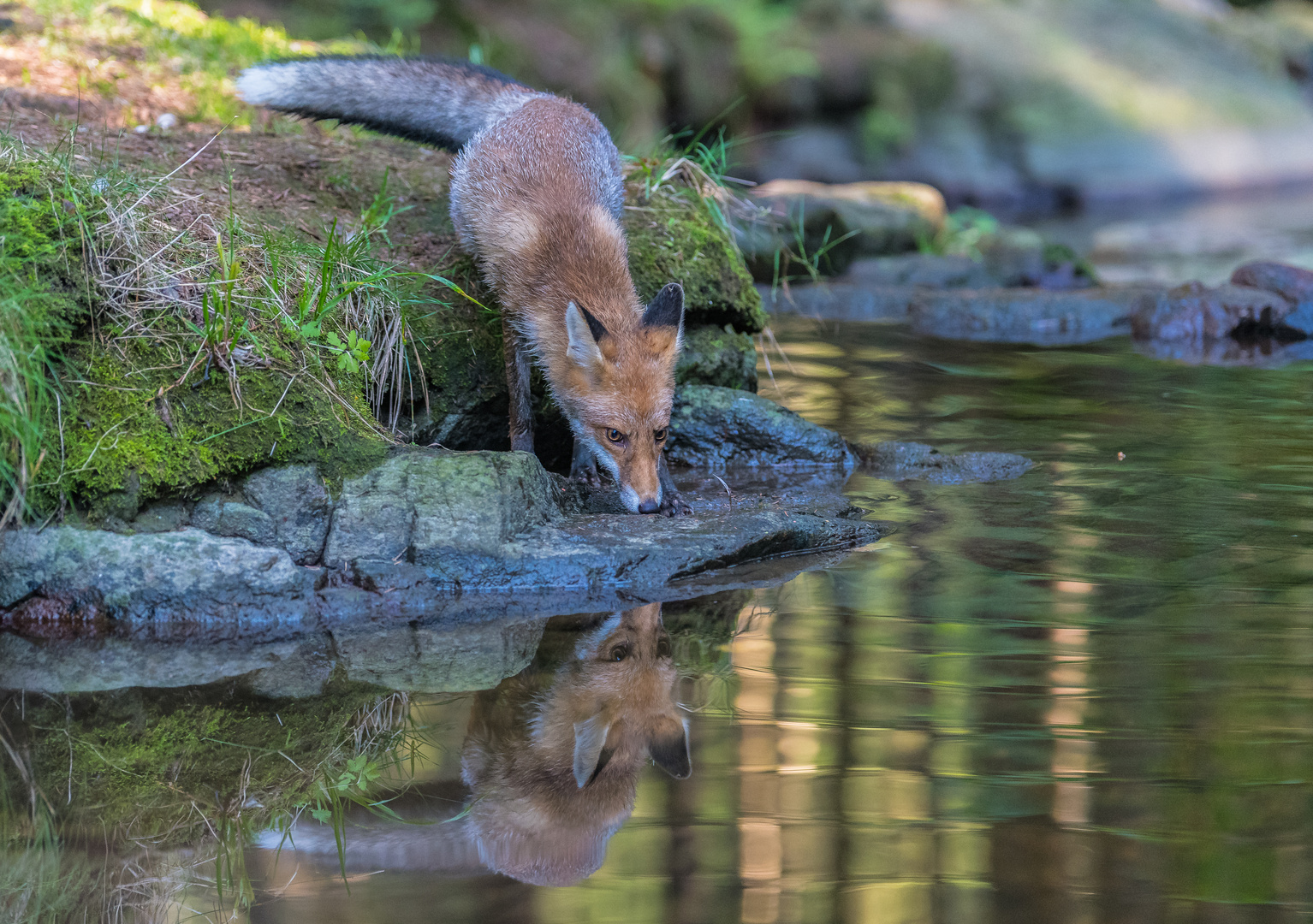 Fuchs Im Wald Foto Bild Tiere Workshop Tschechien Fotos Bilder Auf Fotocommunity
