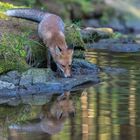 Fuchs im Wald :-) 