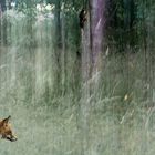 Fuchs im Wald mit Rotkaeppchen und Zwerg