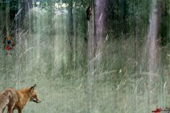 Fuchs im Wald mit Rotkaeppchen und Zwerg