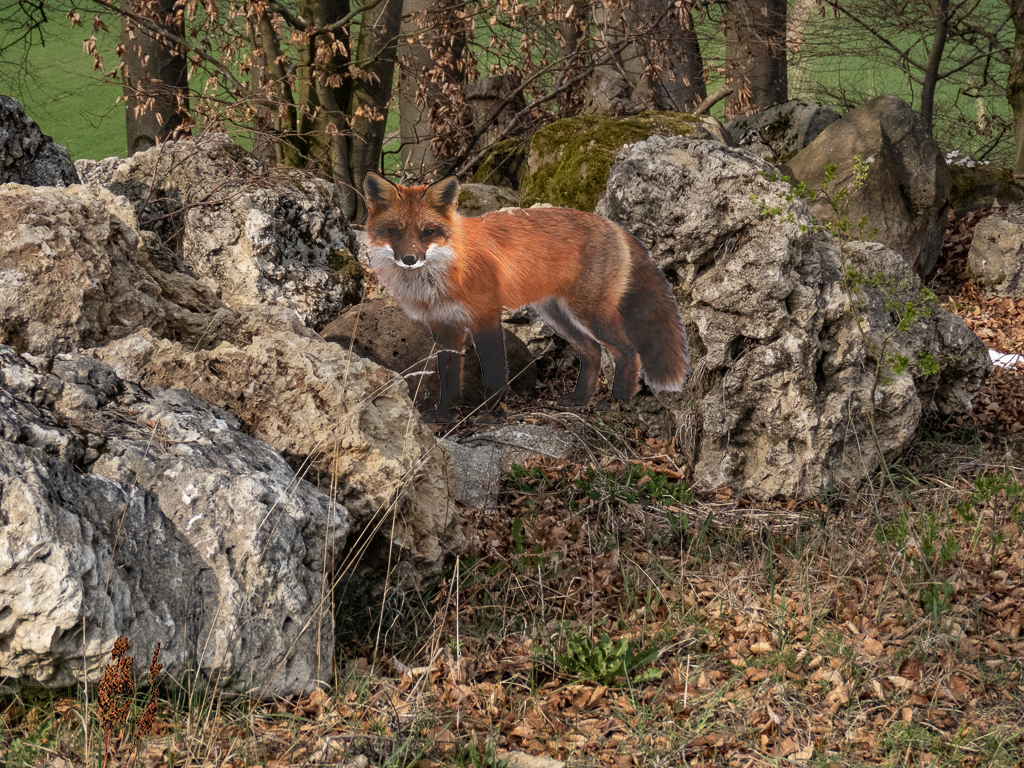 Fuchs im Walde