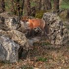 Fuchs im Walde