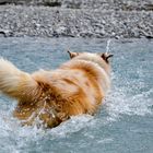 "Fuchs" im Wasser 