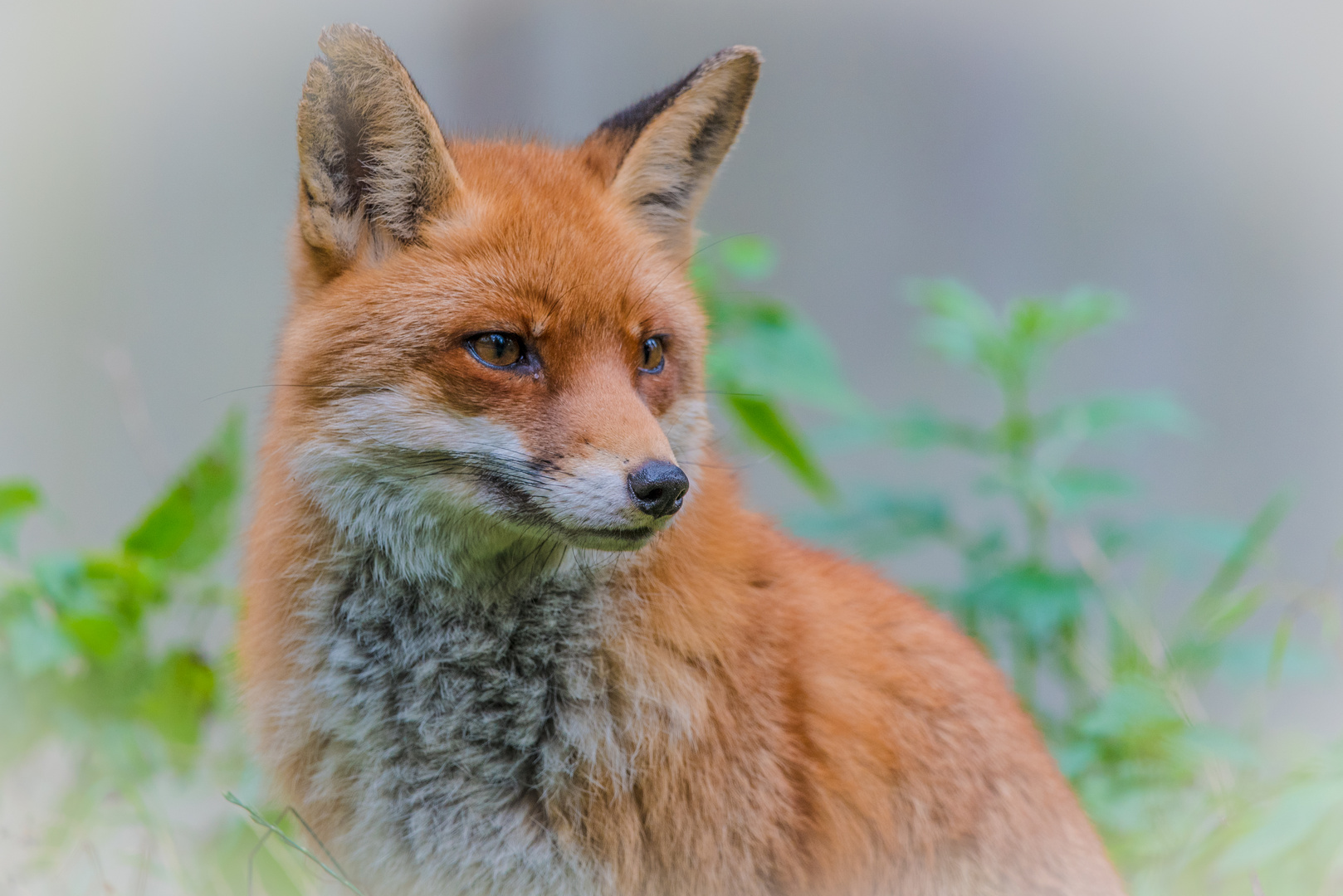 Fuchs im Wildpark