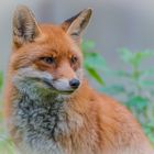 Fuchs im Wildpark