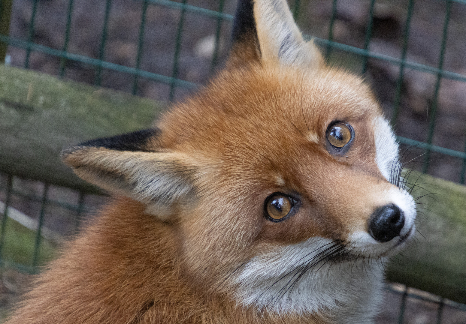 Fuchs im Wildpark 3