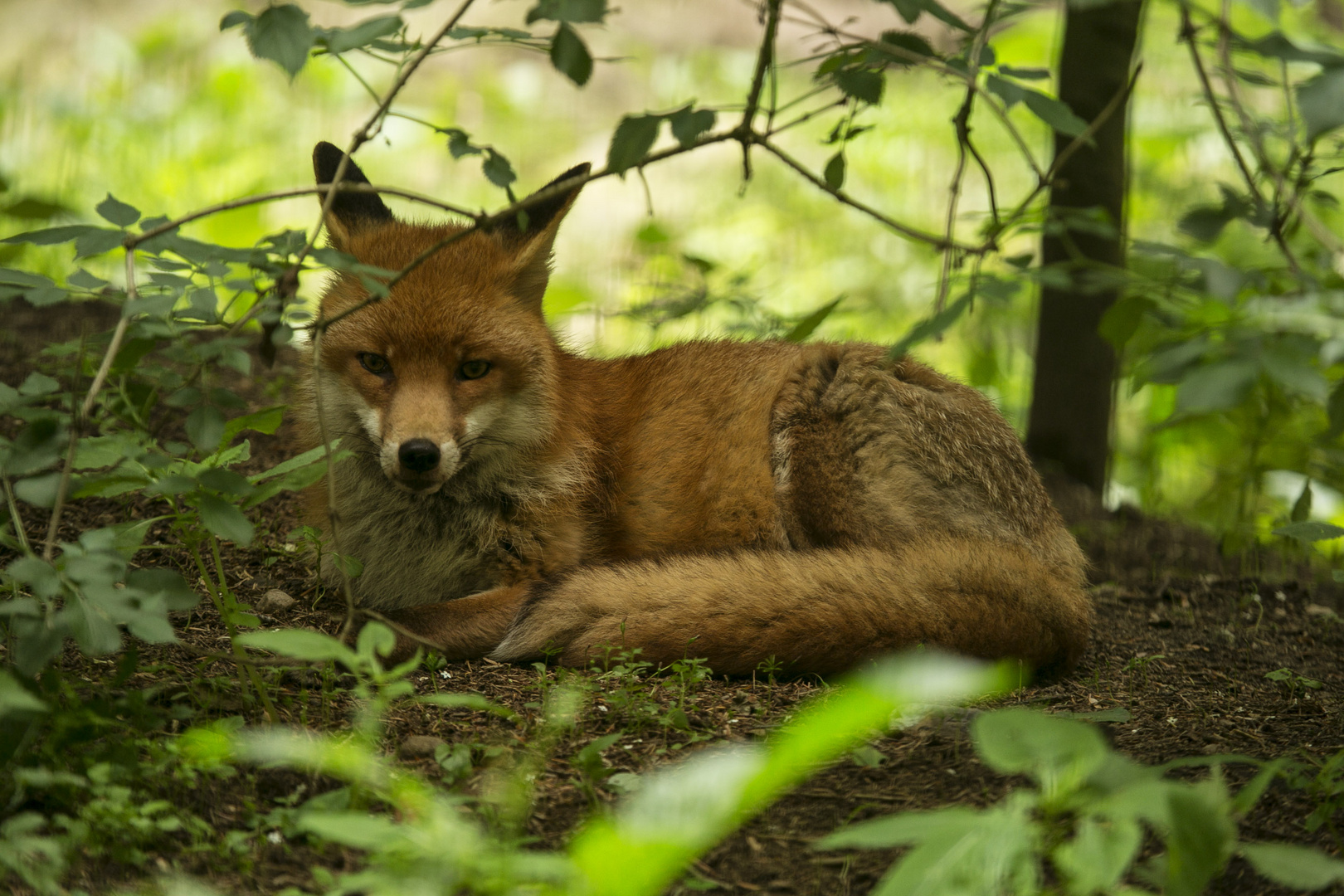 Fuchs im Wildpark