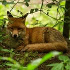 Fuchs im Wildpark