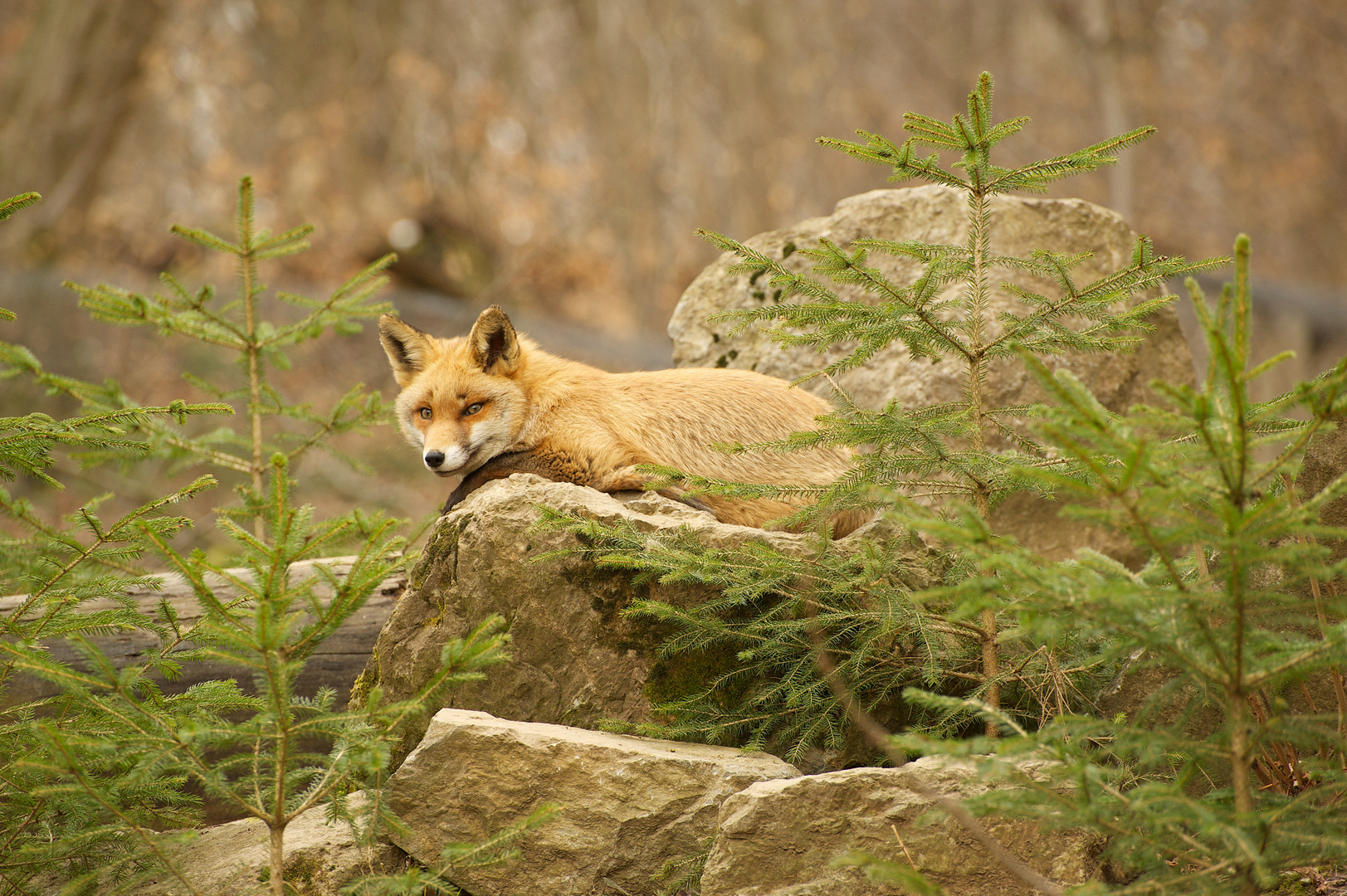 Fuchs im Wildpark Hirschberg