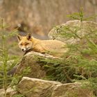 Fuchs im Wildpark Hirschberg