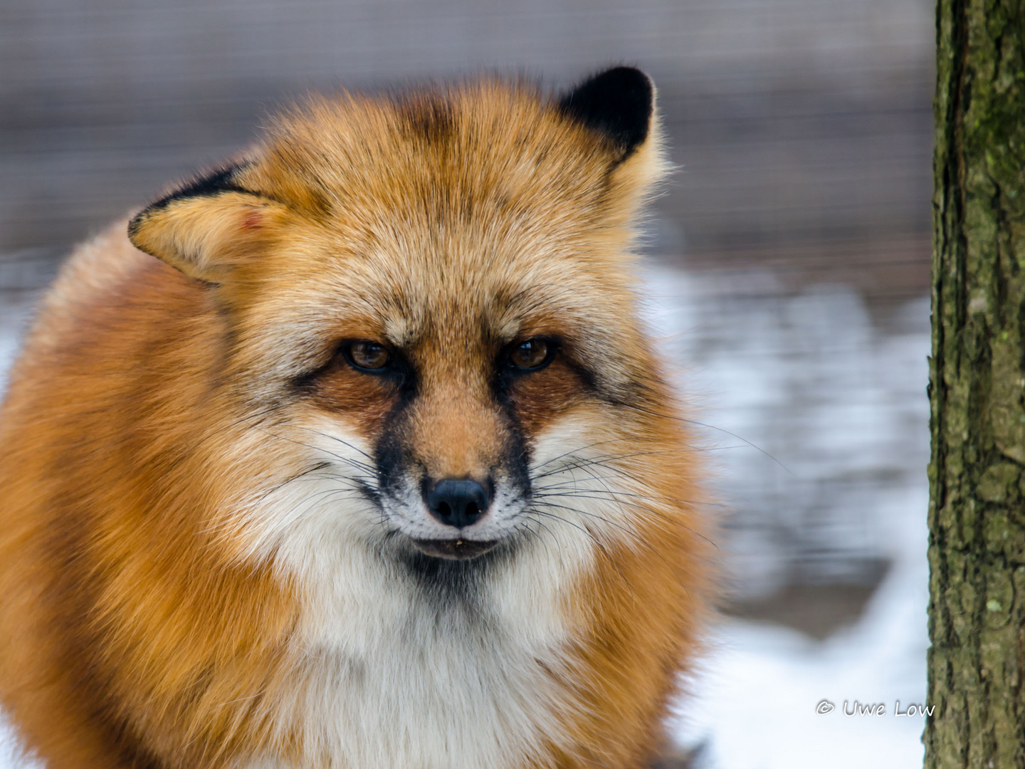 Fuchs im Wildpark Leipzig