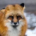 Fuchs im Wildpark Leipzig