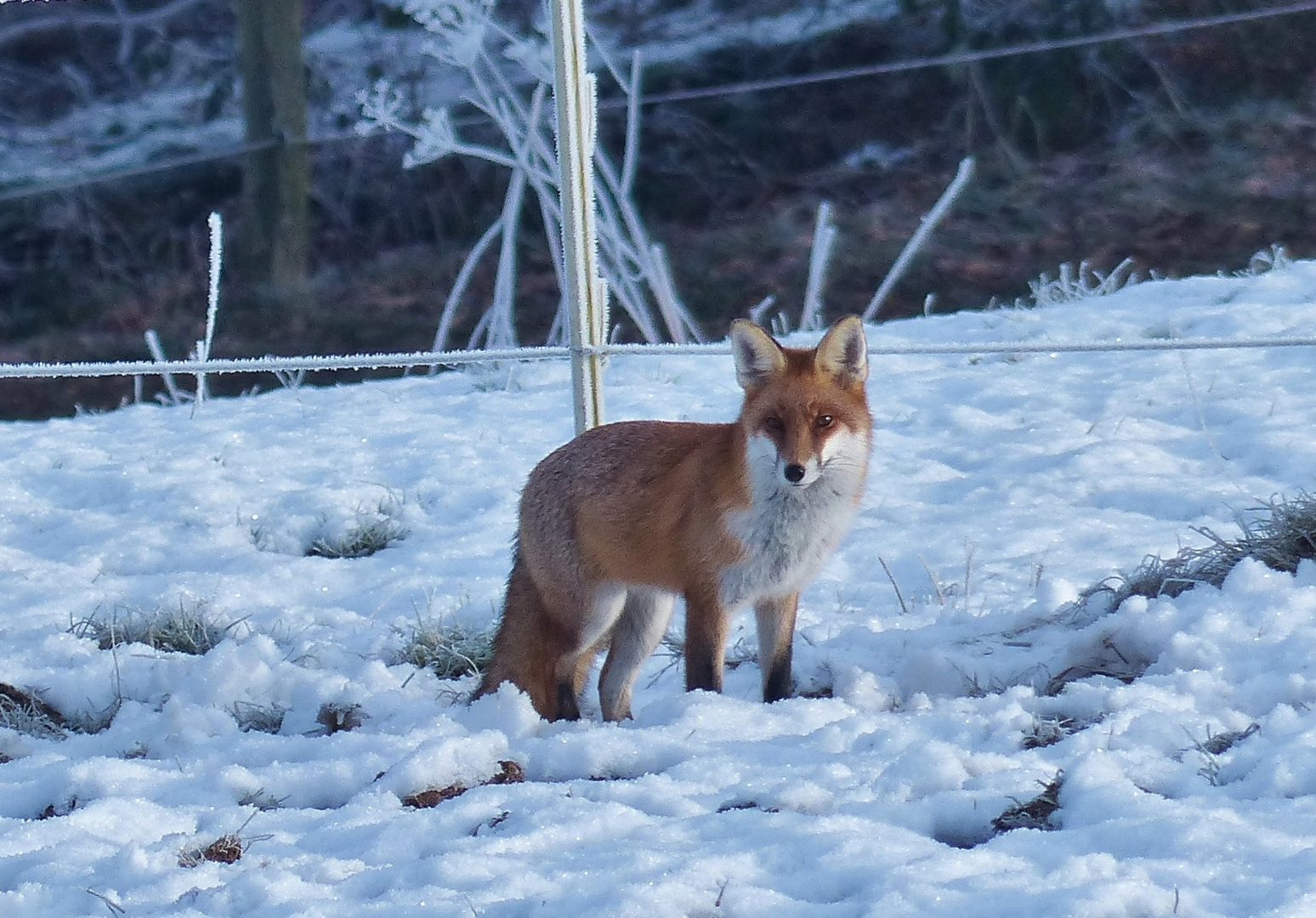 Fuchs im Winter 02