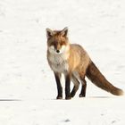 Fuchs im Winter 