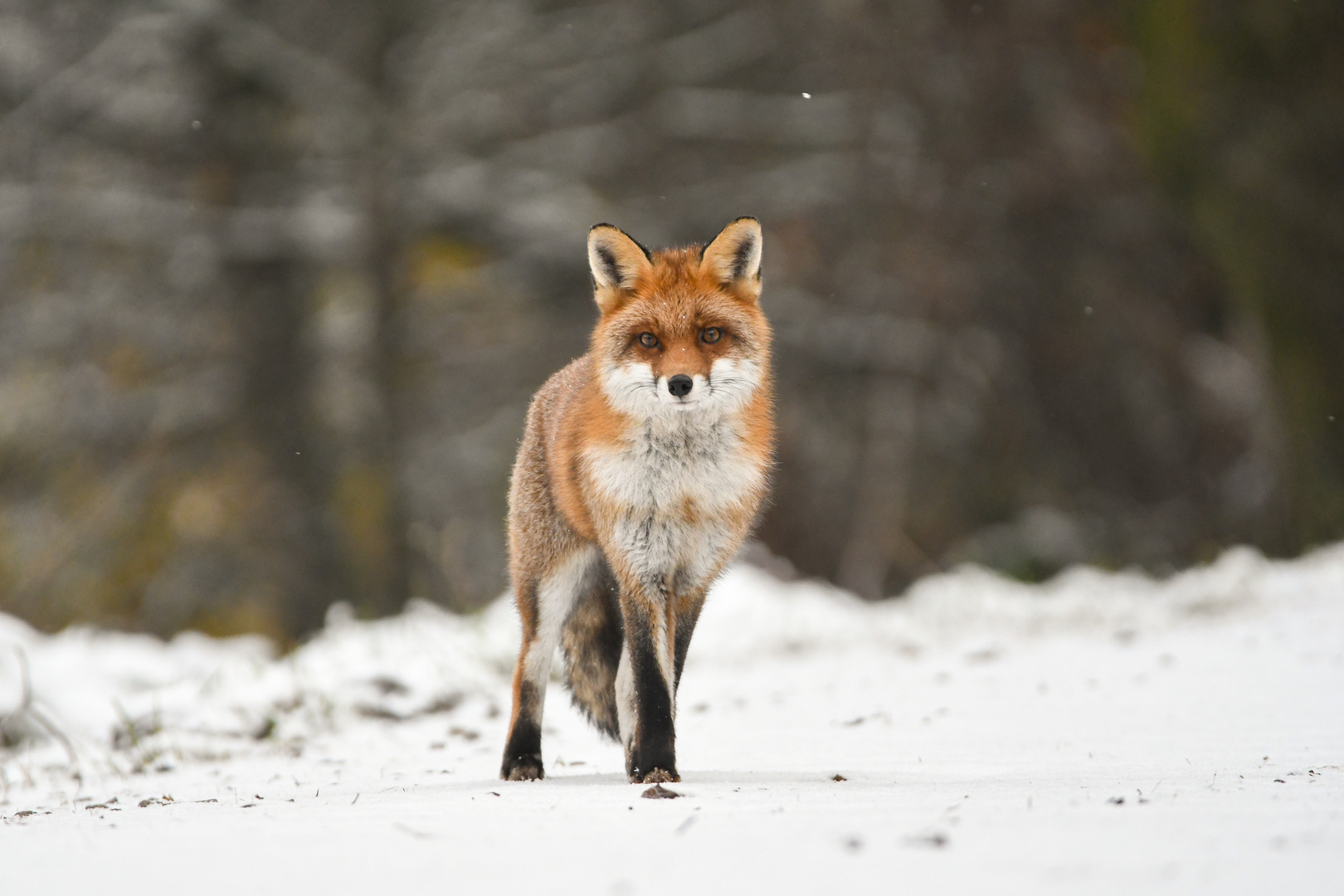 Fuchs im Winterkleid