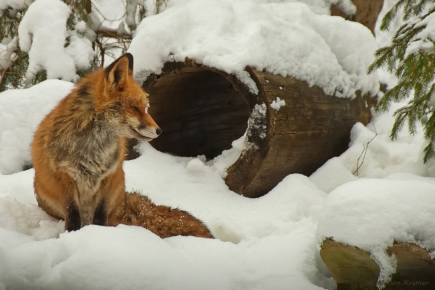 Fuchs im winterlichen Bilsteintal