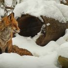 Fuchs im winterlichen Bilsteintal