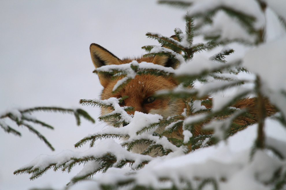 Fuchs im Winterwald