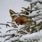 Fuchs im Winterwald