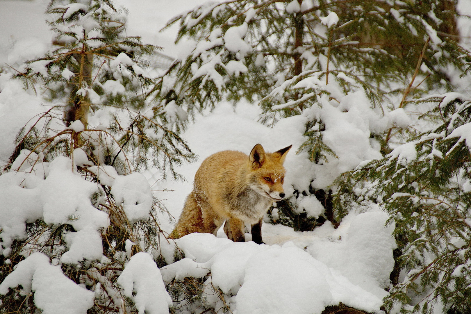 Fuchs im Winterwald