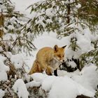 Fuchs im Winterwald