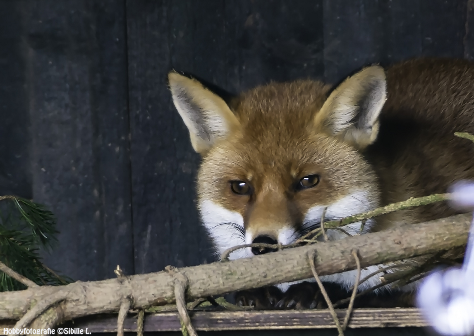 Fuchs im Wisentgehege