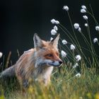 Fuchs im Wollgras
