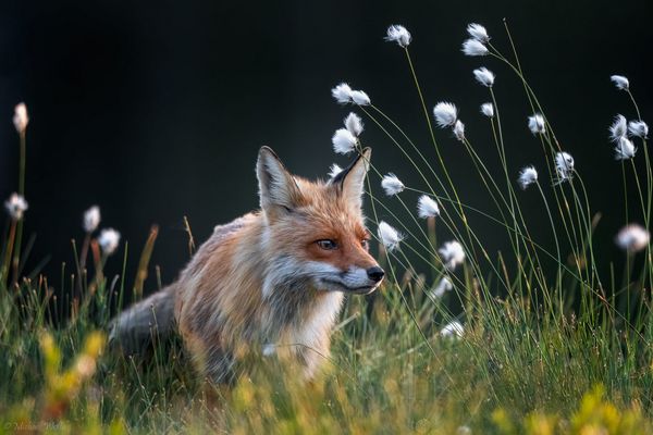 Fuchs im Wollgras