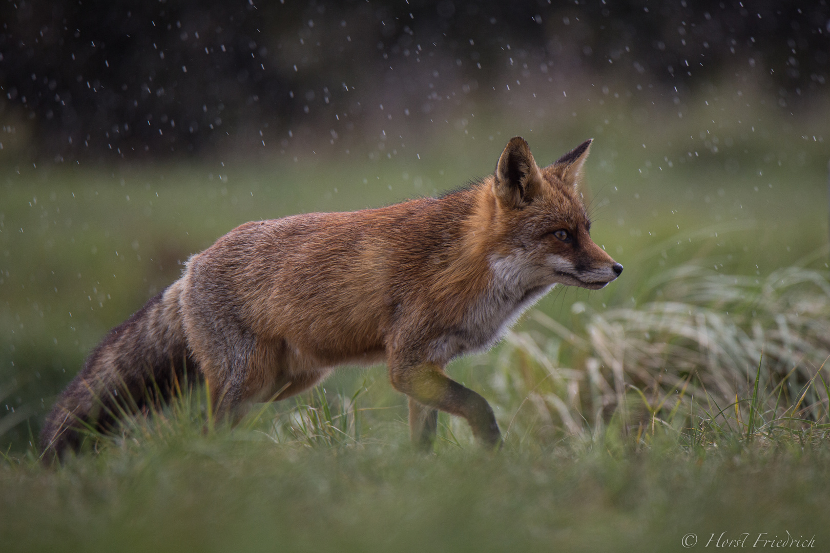 Fuchs in Aktion