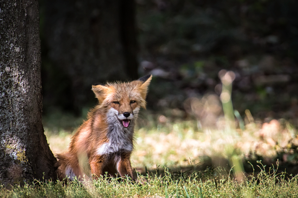 Fuchs in Bad Mergentheim