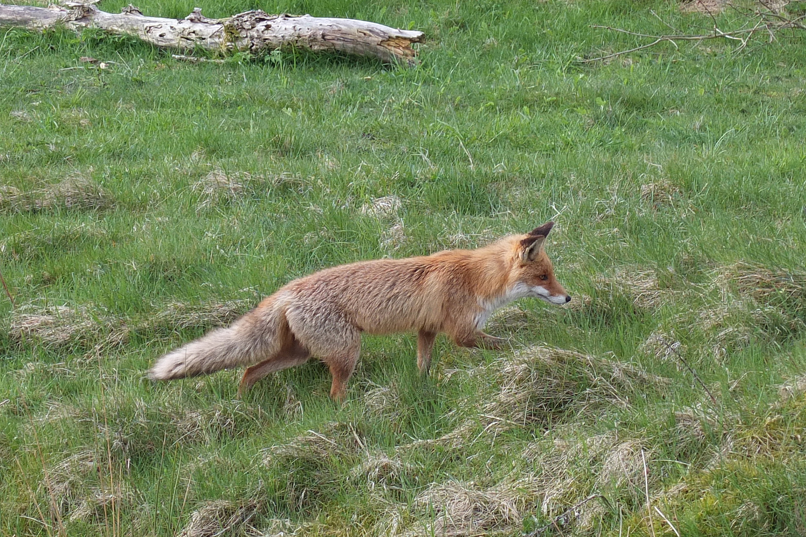 Fuchs in Dänemark