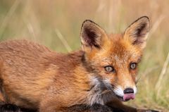 Fuchs in den Dünen von Zandvoort 1