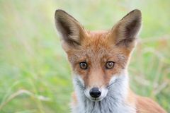 Fuchs in den Dünen von Zandvoort 2