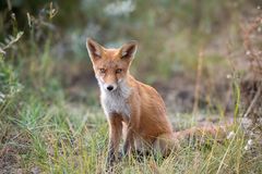 Fuchs in den Dünen von Zandvoort 3