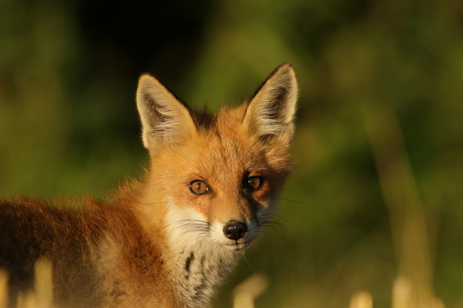 Fuchs in der Abendsonne.. Foto & Bild | tiere, wildlife, säugetiere ...