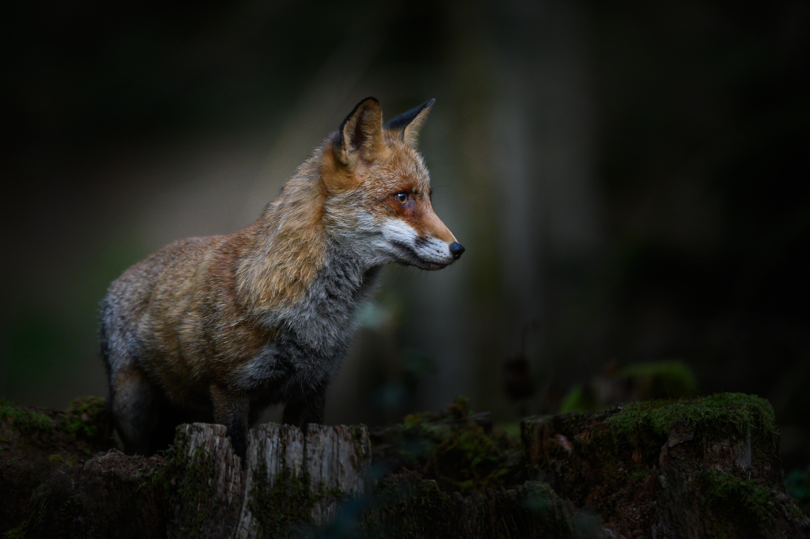 Fuchs in der Dämmerung