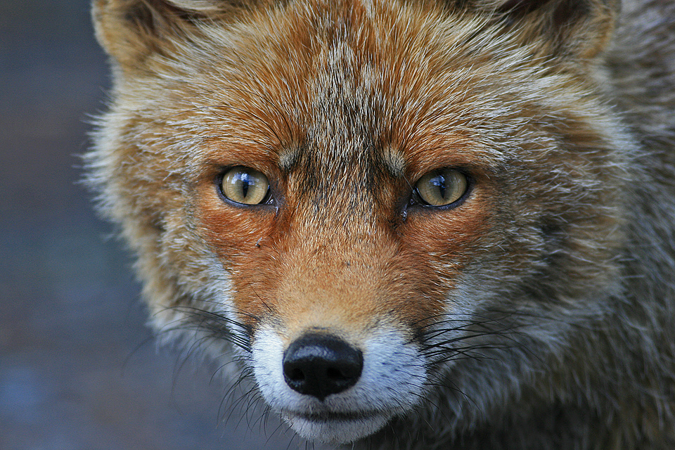 Fuchs in der Extremadura