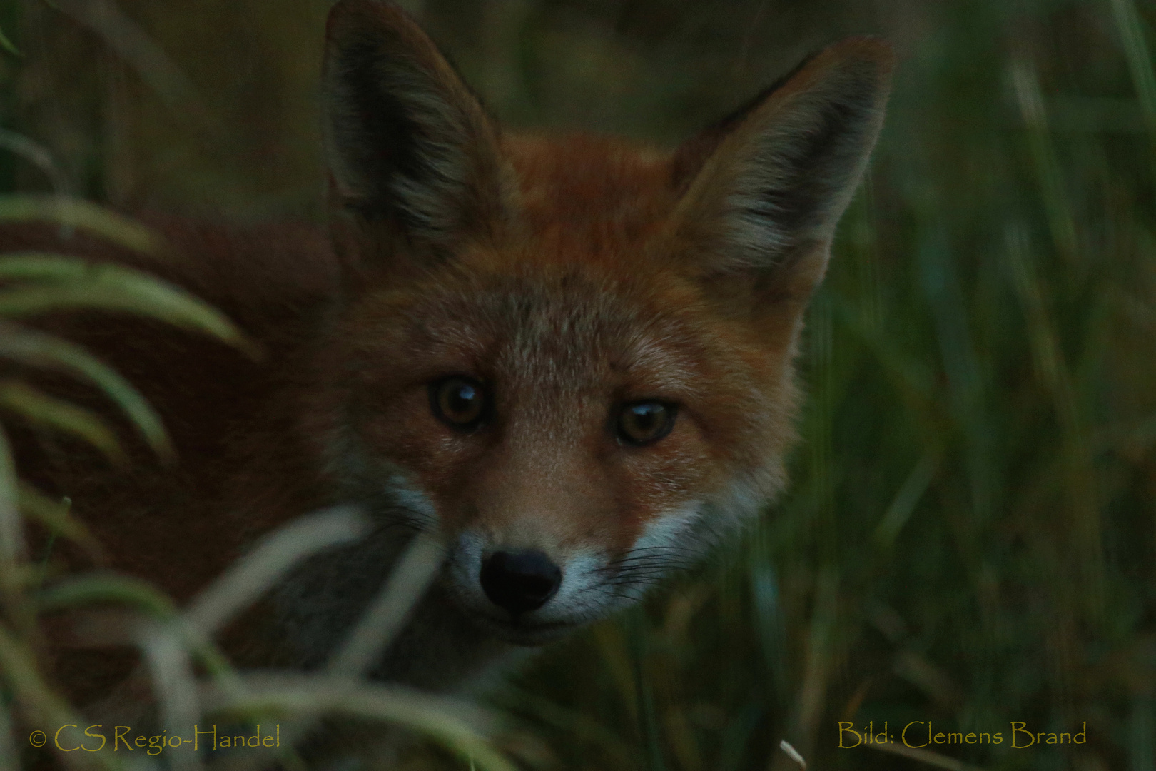 Fuchs in der halben Nacht Foto & Bild | tiere, wildlife, säugetiere