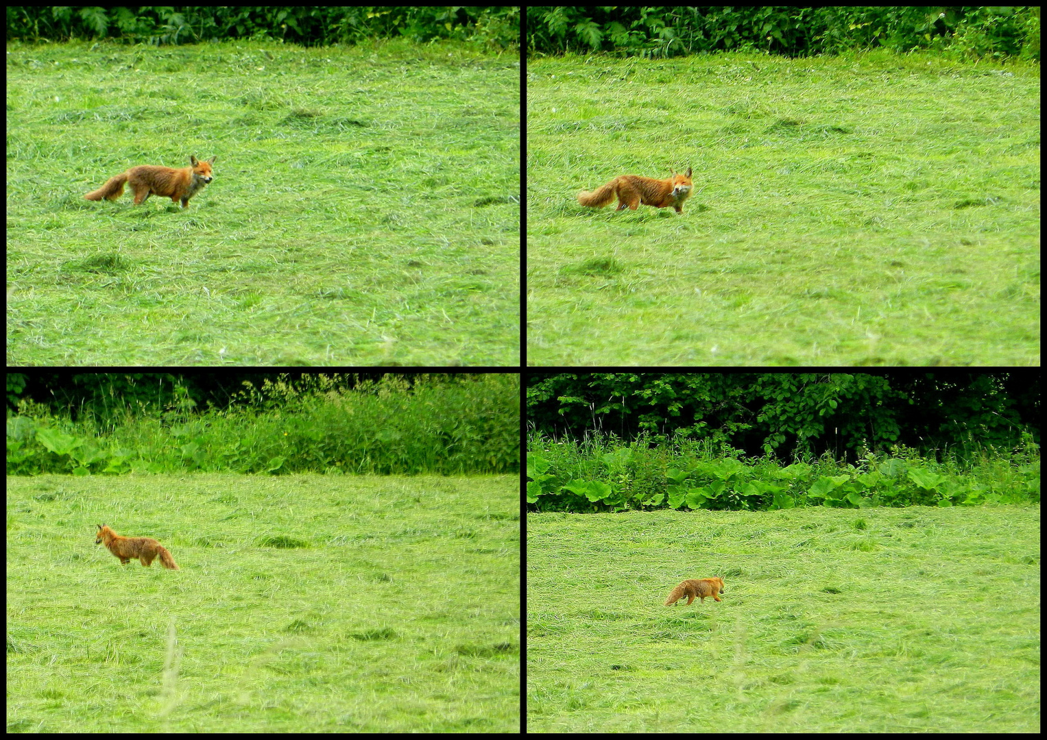 Fuchs in der Landschaft