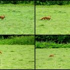 Fuchs in der Landschaft