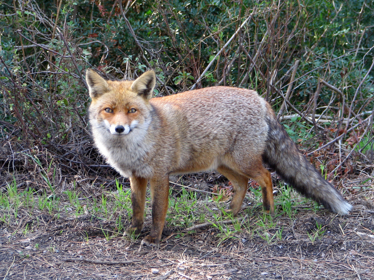 Fuchs in der Maremma