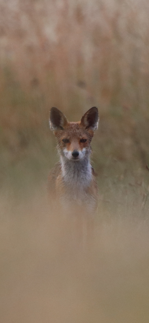 Fuchs in der Morgensonne