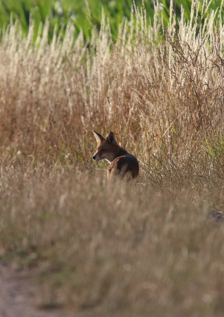 Fuchs in der Morgensonne 